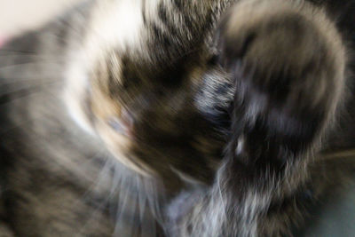 Close-up of cat