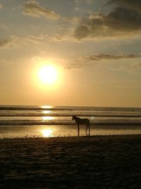 Silhouette man and dog at beach during sunset