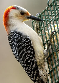 Red head at the feeder