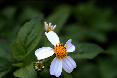 Close-up of purple flowers