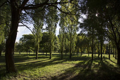 Trees in park