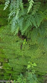 Close-up of fresh green leaf in water