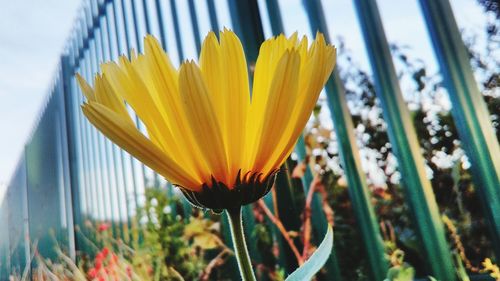 Close-up of yellow flower blooming against sky