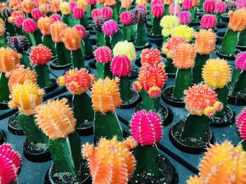 Full frame shot of multi colored flowering plants