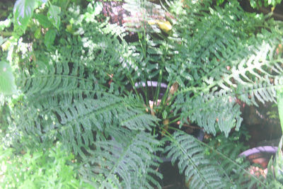 Close-up of leaves on tree