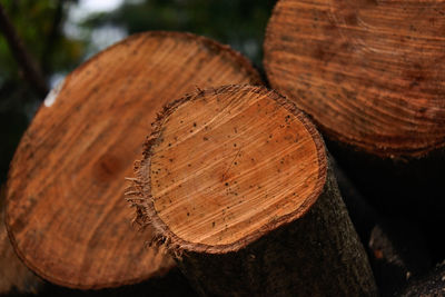 Close-up of logs in forest