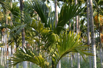 Palm trees against sky