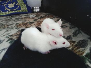 Close-up of white cat