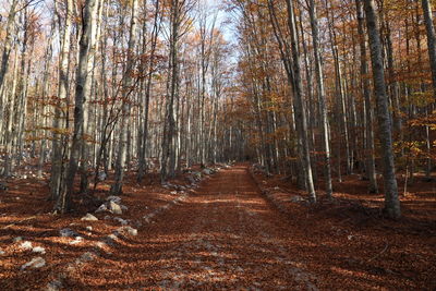 Trees growing in forest during autumn