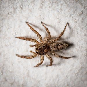 Close-up of spider on wall