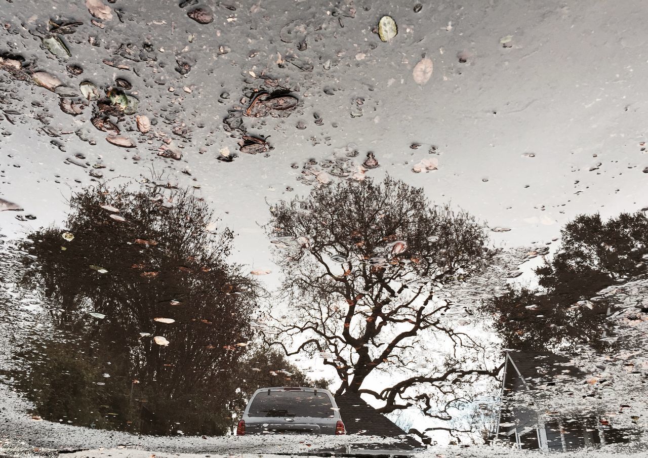 tree, rain, wet, car, season, transportation, weather, drop, water, street, window, land vehicle, road, glass - material, mode of transport, raindrop, building exterior, sky, transparent, built structure