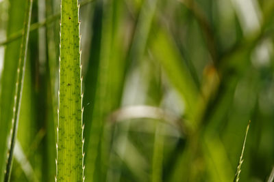 Close-up of grass