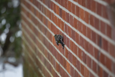 Close-up of insect on wall