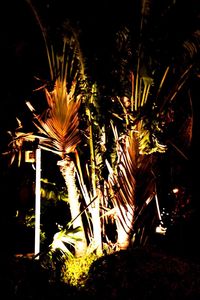 Low angle view of illuminated tree at night