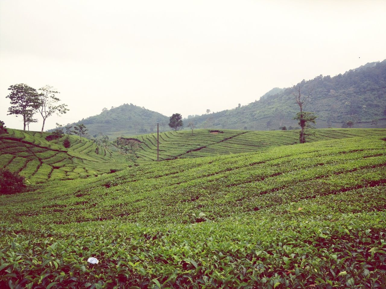 Kebun Teh