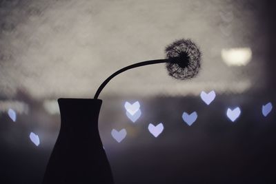 Close-up of dandelion flower