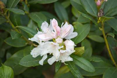 Close-up of pink flowering plant