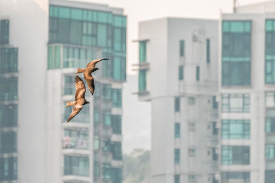 View of birds flying near buildings 