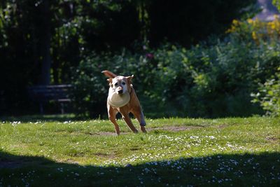 Dog playing with plastic disk on field