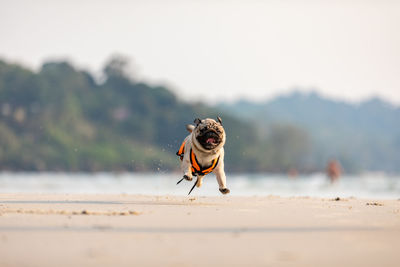 Close-up of insect on sand