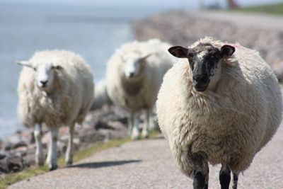 Portrait of sheep