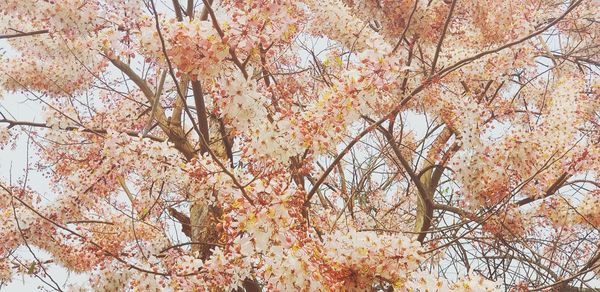 Low angle view of cherry blossom tree during autumn