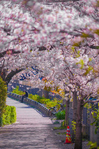 Cherry blossoms in park