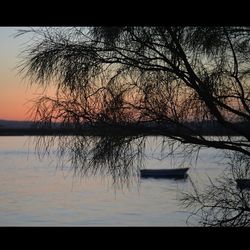 Reflection of bare trees in lake