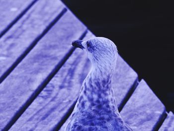 Close-up of a bird