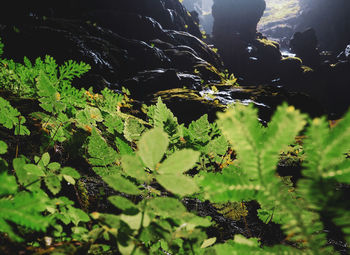 Plants growing on land by lake