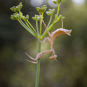 Close-up of grasshopper on plant