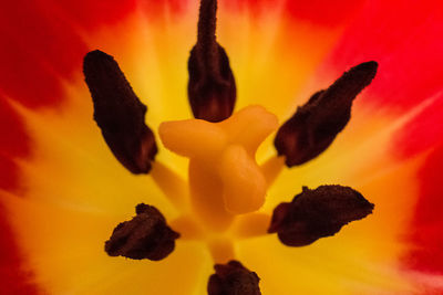 Close-up of yellow flowers