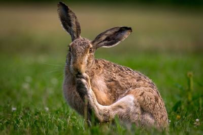 Brown hare licking its foot