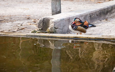 Ducks on a lake