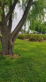 Trees on field