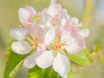 Close-up of pink cherry blossoms