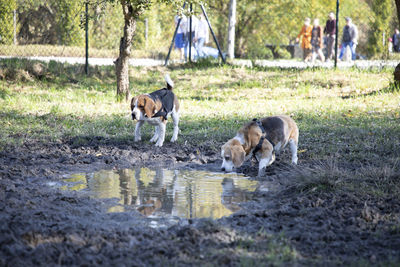 View of a dog in water