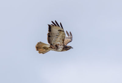 Low angle view of buzzard flying against clear sky