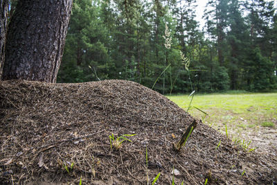 View of trees growing in forest