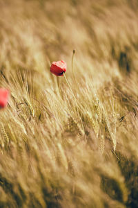 Close-up of mushroom growing on field