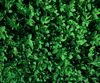 Full frame shot of green plants growing on field. natural background, copy space