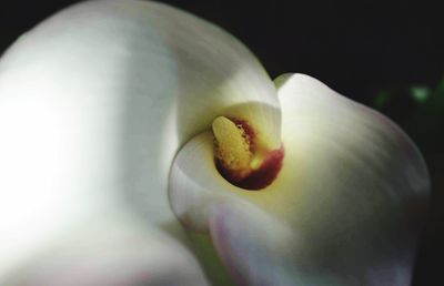 Close-up of white flower over black background