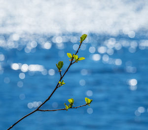 Fresh spring leaves on a blurred water background.