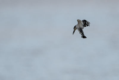 Low angle view of bird flying against sky