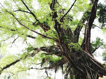 Low angle view of tree against sky