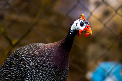 Close-up of a bird