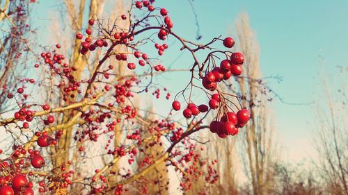 Low angle view of red berries on tree against sky