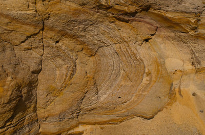 Full frame shot of tree trunk