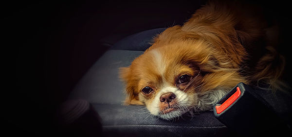 Close-up portrait of a dog at home