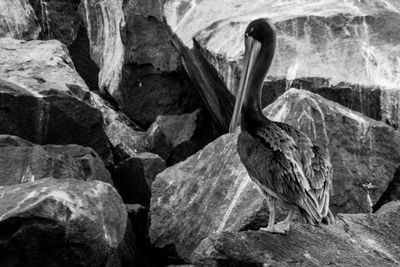 High angle view of bird on rock